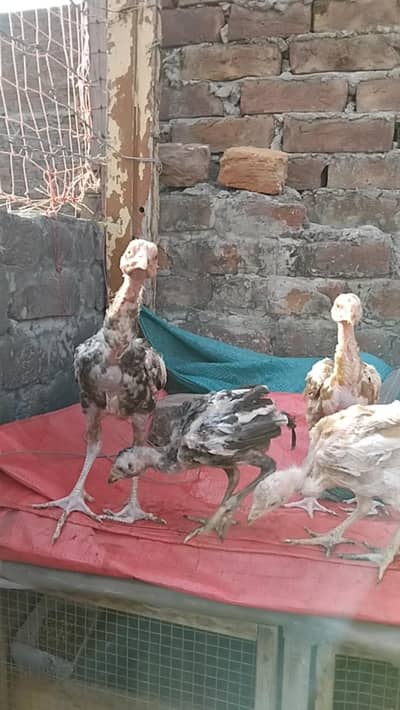 Aseel Chick