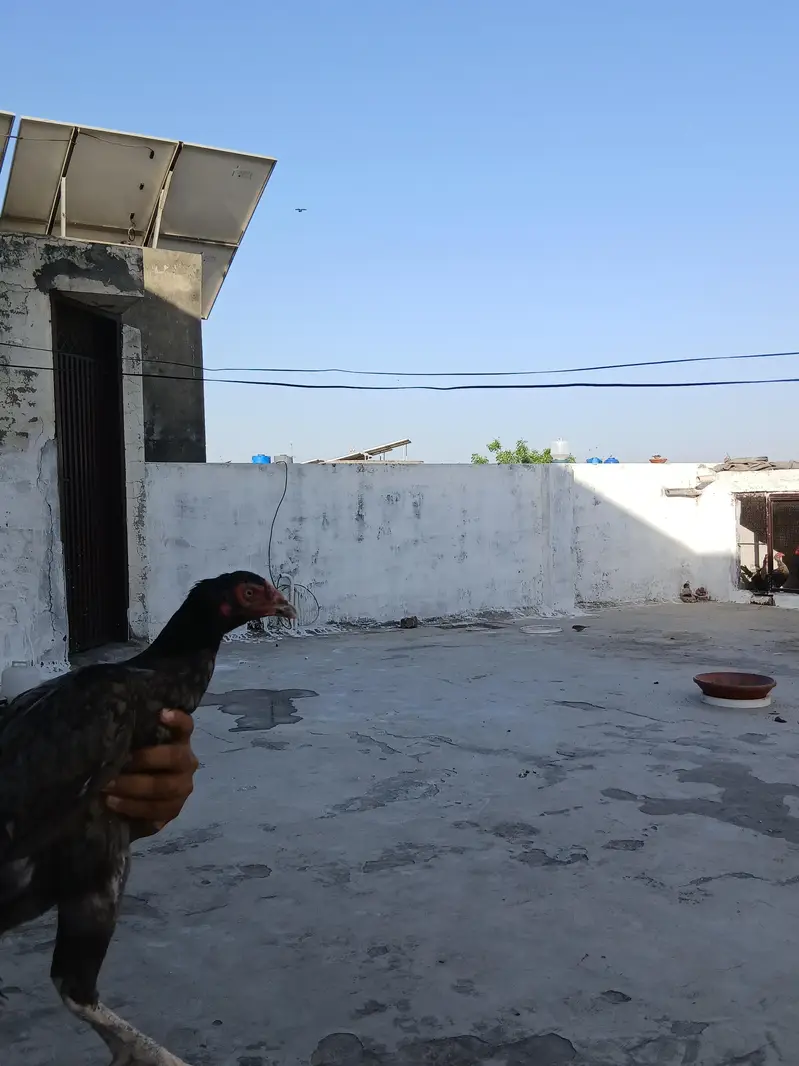 Aseel Madi — photo 3