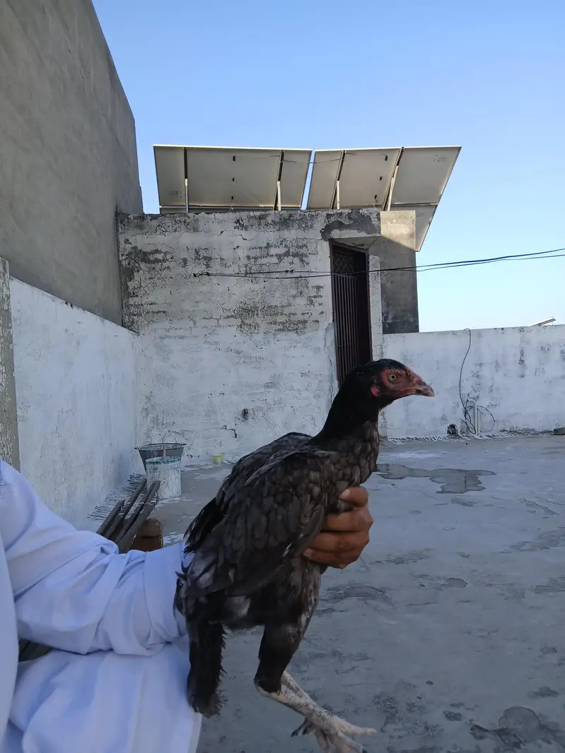 Aseel Madi — photo 4
