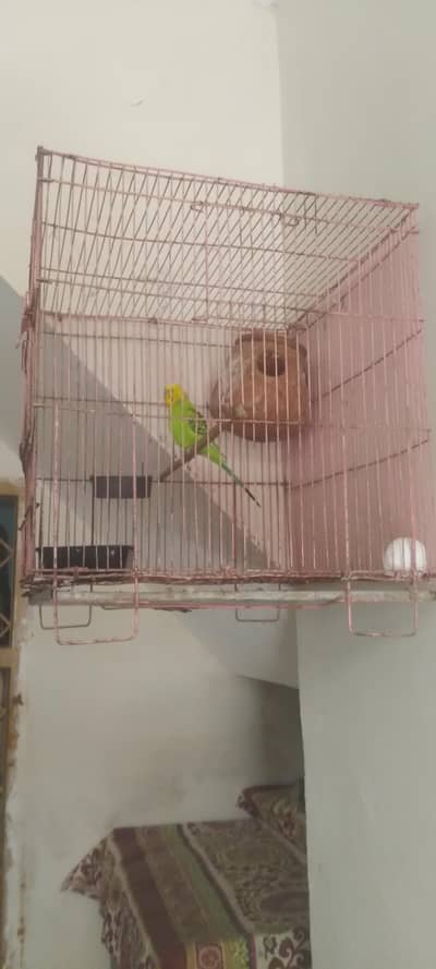 cage and parrot