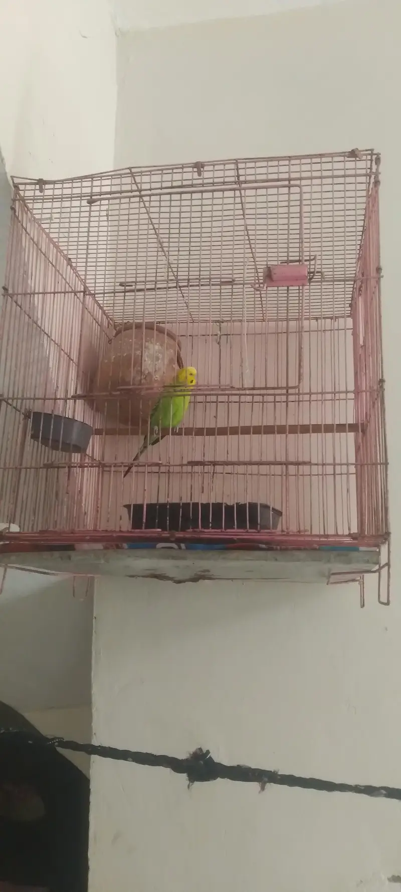 cage and parrot — photo 2