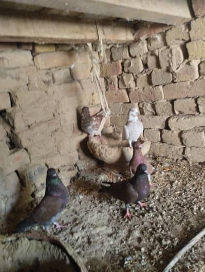 Sherazi and Patti wale for sale
