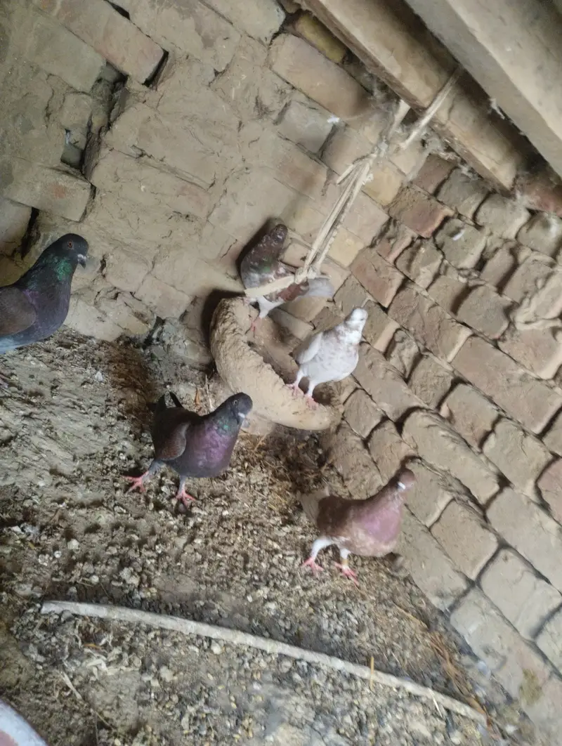 Sherazi and Patti wale for sale — photo 2