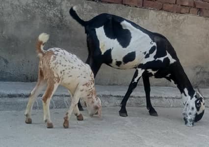 Desi kali dabi bakri sath bacha