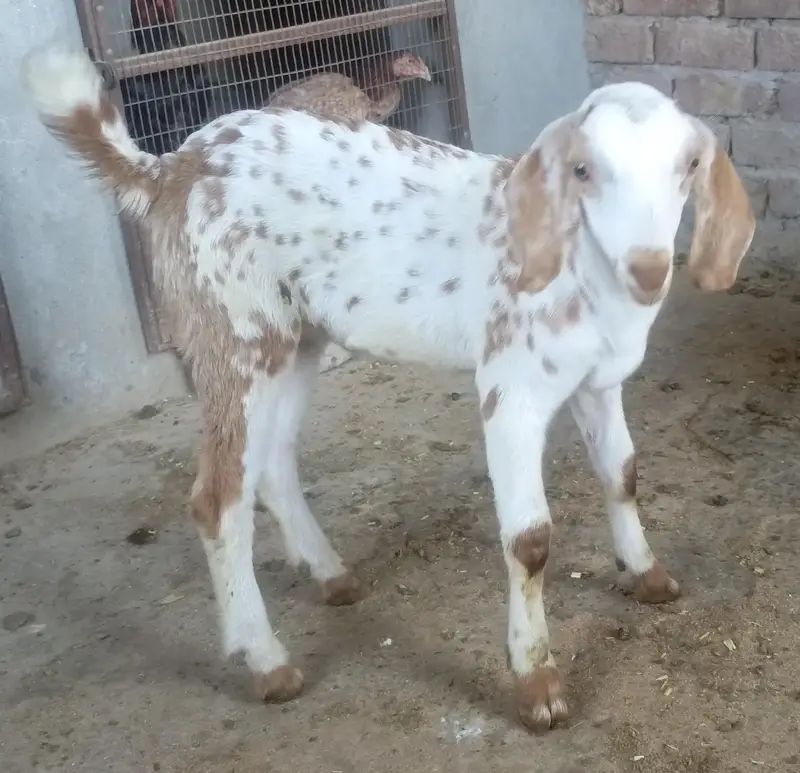 Desi kali dabi bakri sath bacha — photo 2