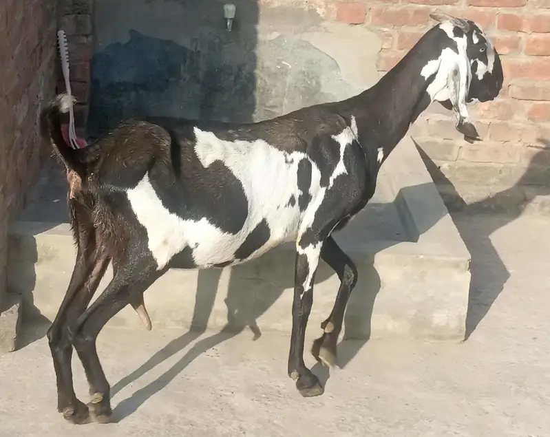 Desi kali dabi bakri sath bacha — photo 3