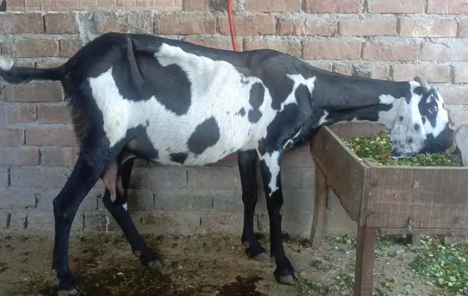 Desi kali dabi bakri sath bacha — photo 4
