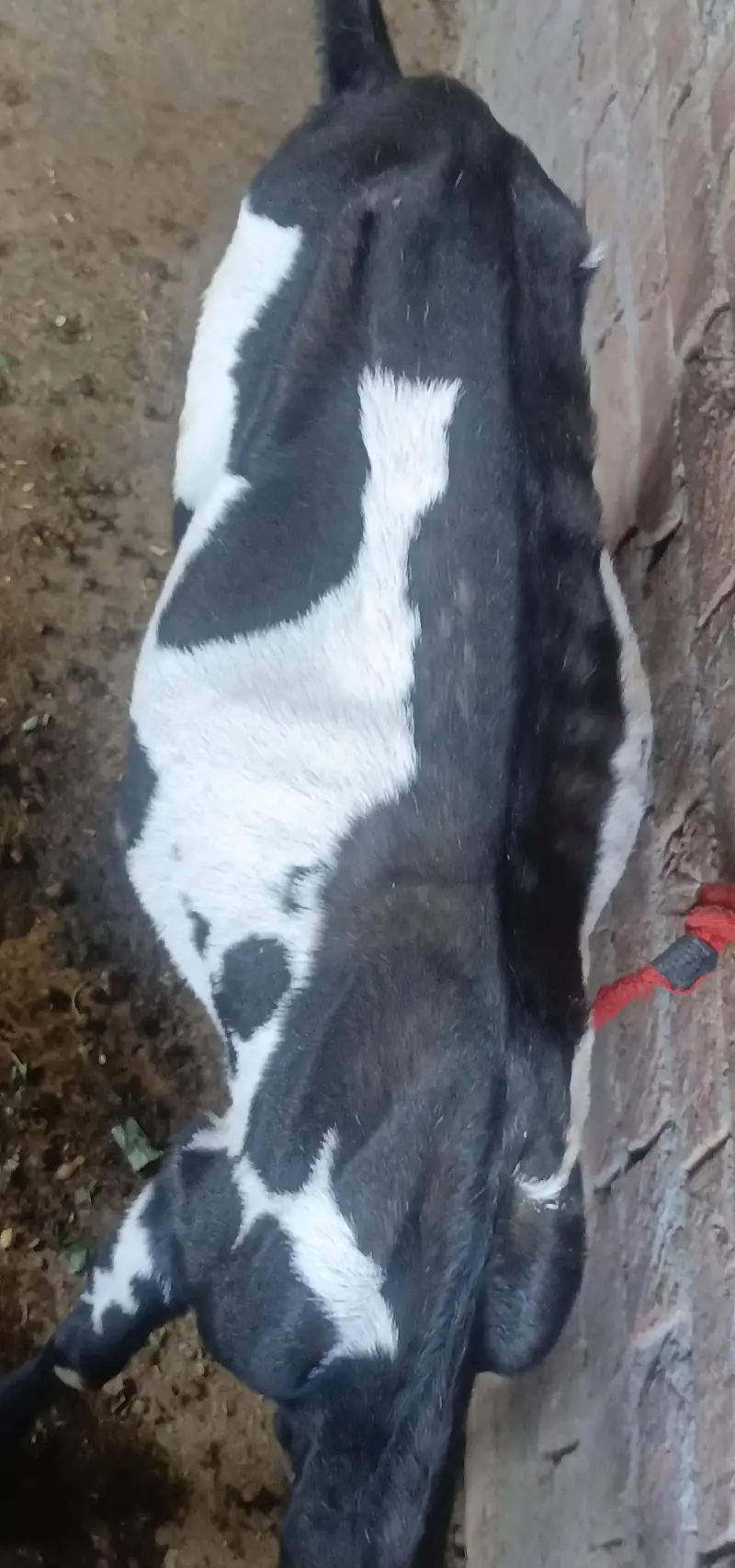 Desi kali dabi bakri sath bacha — photo 5
