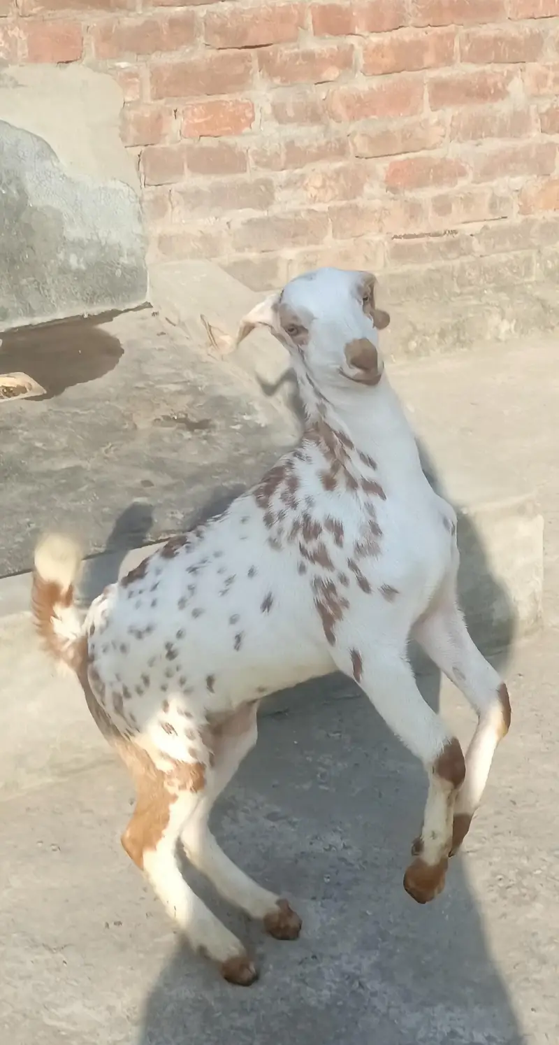 Desi kali dabi bakri sath bacha — photo 6