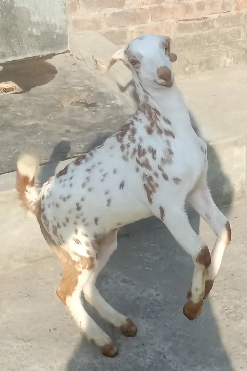 Desi kali dabi bakri sath bacha — photo 7
