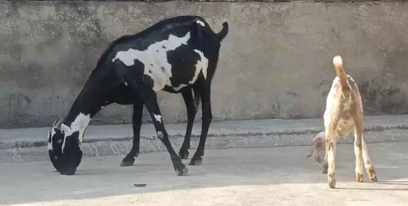 Desi kali dabi bakri sath bacha — photo 8