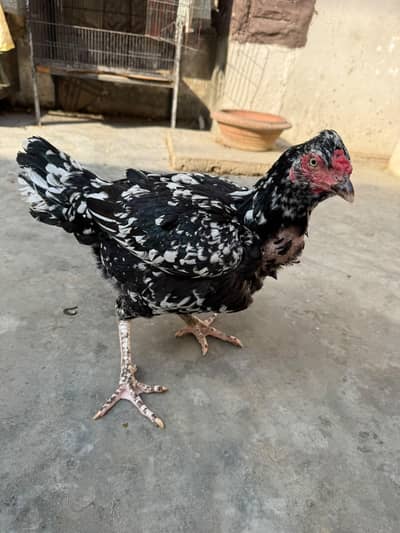 Pure Aseel Hen for your Aseel Cock.