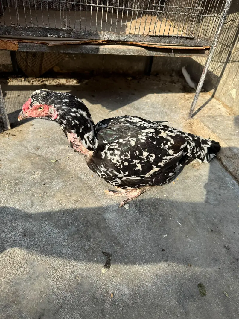 Pure Aseel Hen for your Aseel Cock. — photo 2