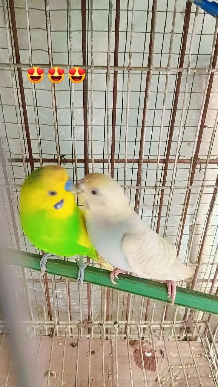 budgies confirm guaranteed breeder pair — photo 2