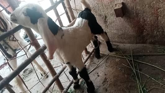 faisalabdi nasal hai abluck colour Mai