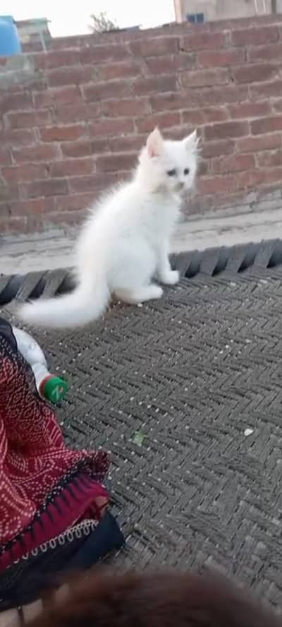 triple coated Persian kitten