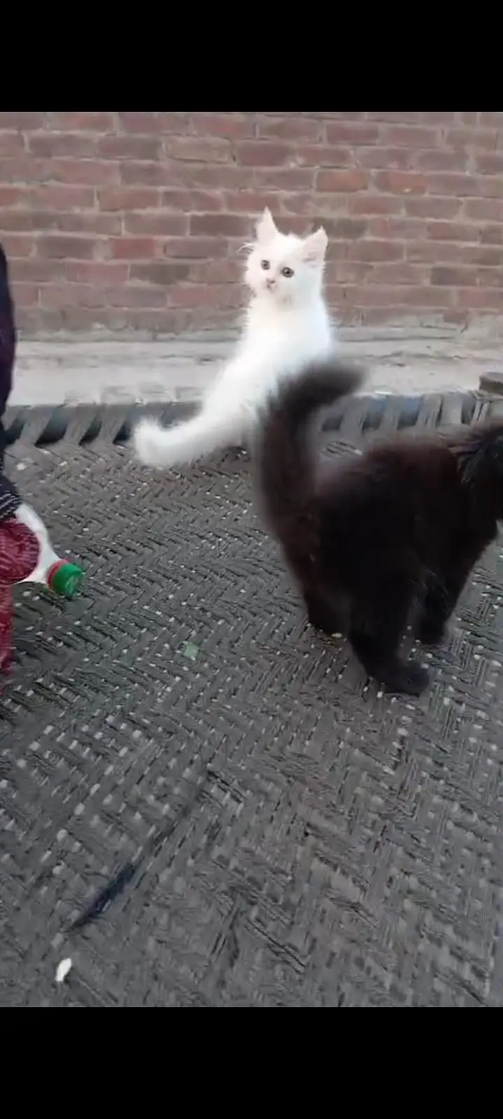 triple coated Persian kitten — photo 2
