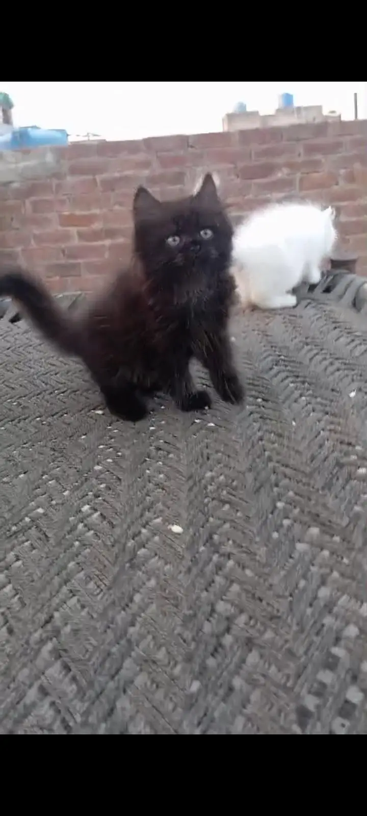 triple coated Persian kitten — photo 3
