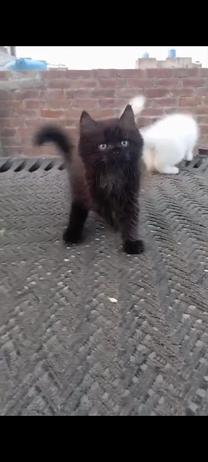 triple coated Persian kitten — photo 4