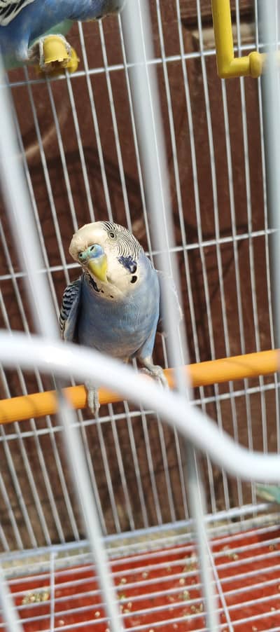 budgies 4 female 6 male