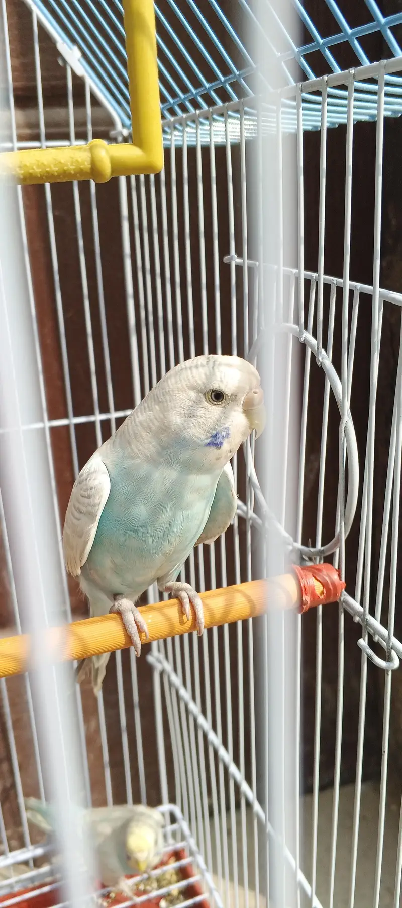 budgies 4 female 6 male — photo 2