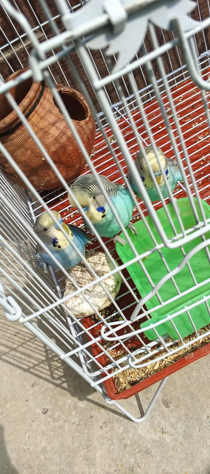 budgies 4 female 6 male — photo 3