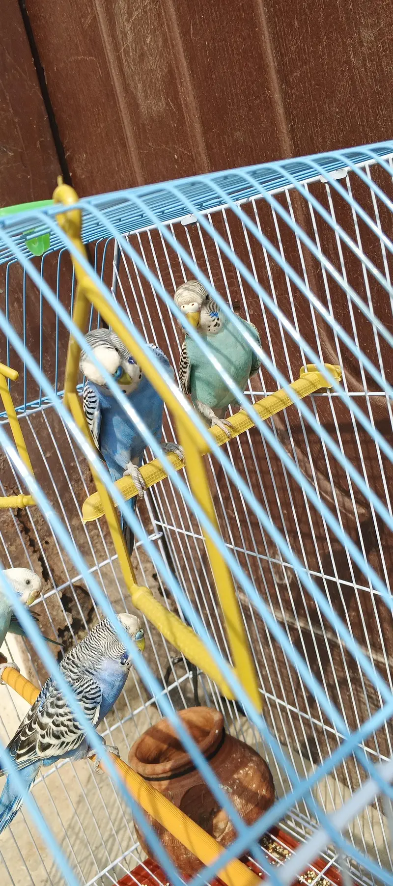 budgies 4 female 6 male — photo 4