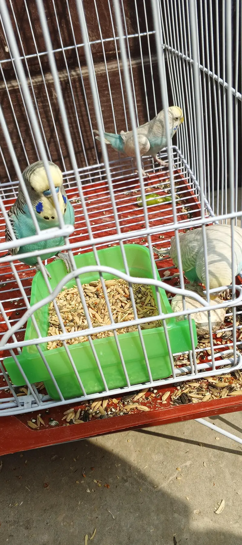 budgies 4 female 6 male — photo 5
