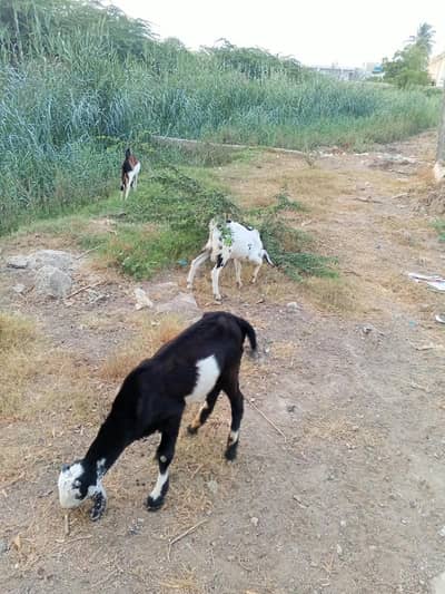 male goats