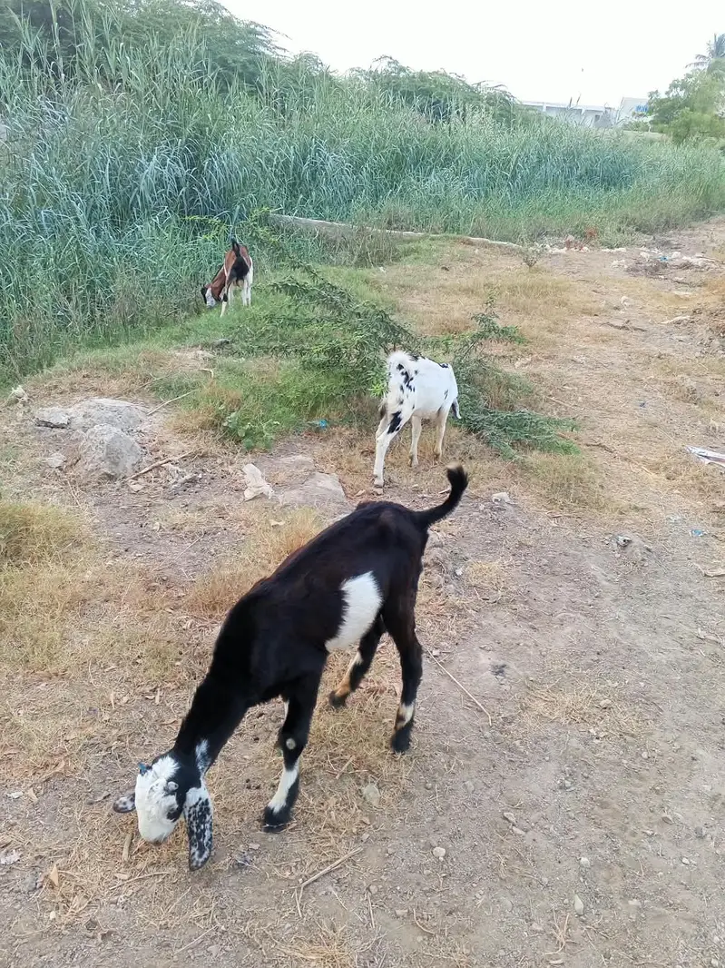 male goats — photo 2