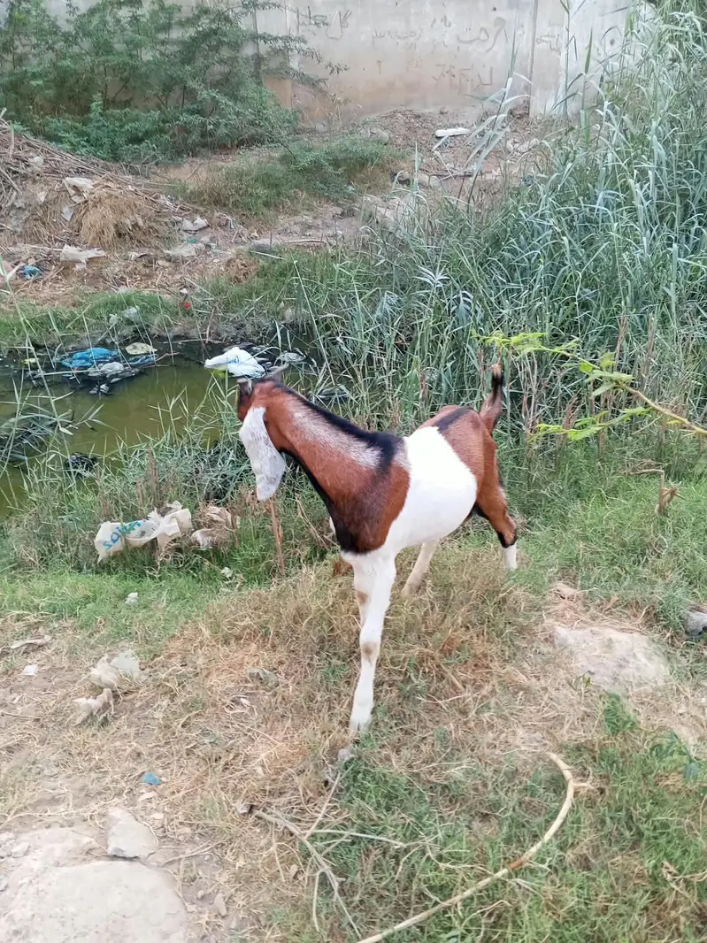 male goats — photo 3