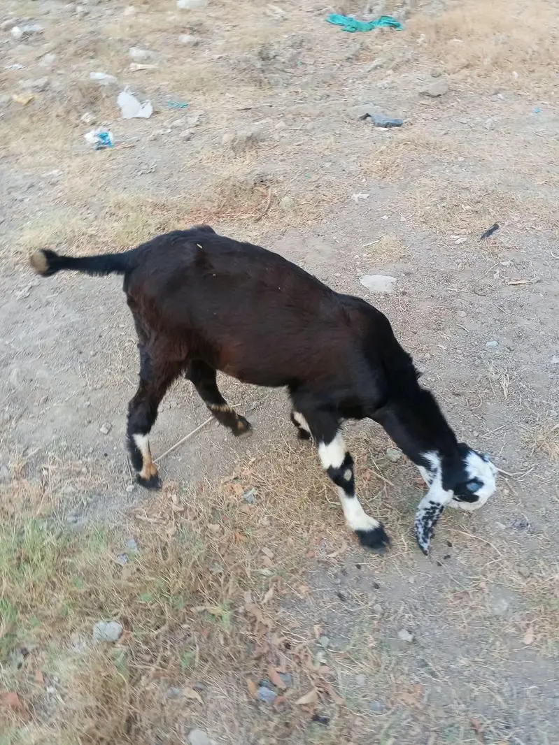 male goats — photo 4