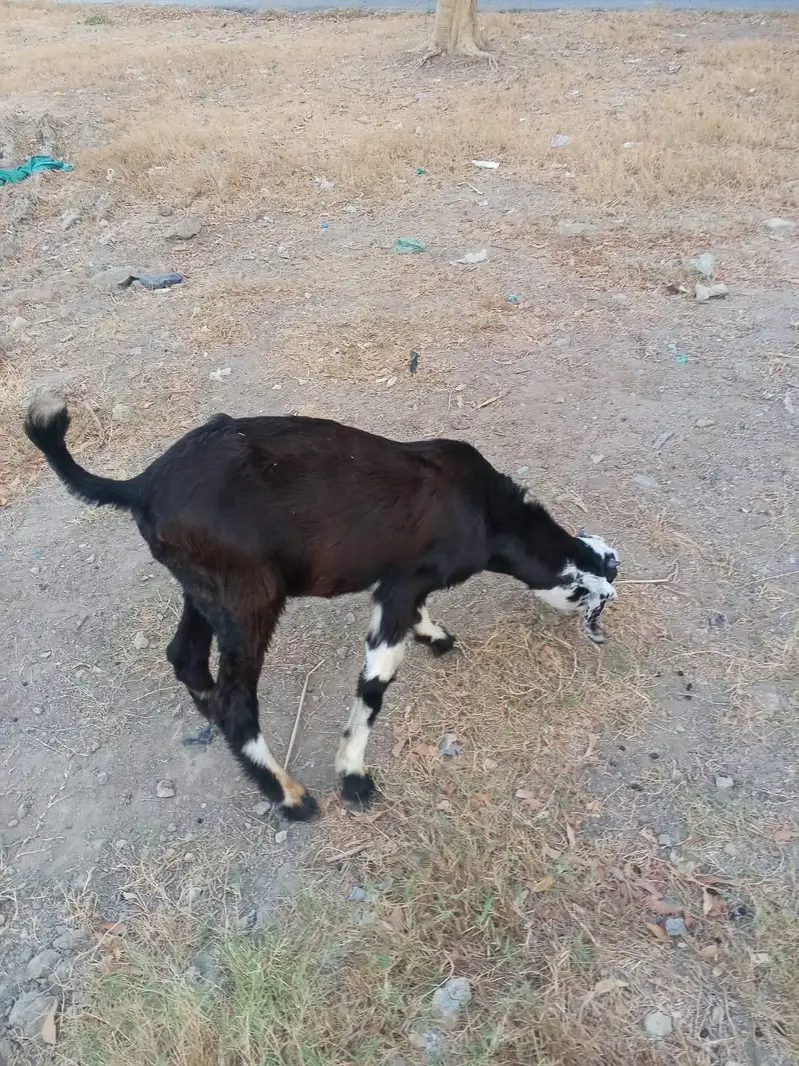 male goats — photo 5