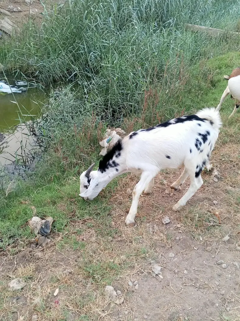 male goats — photo 6