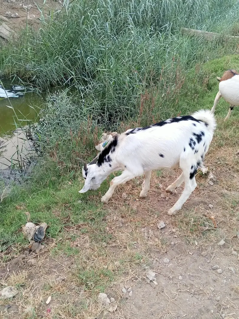 male goats — photo 7