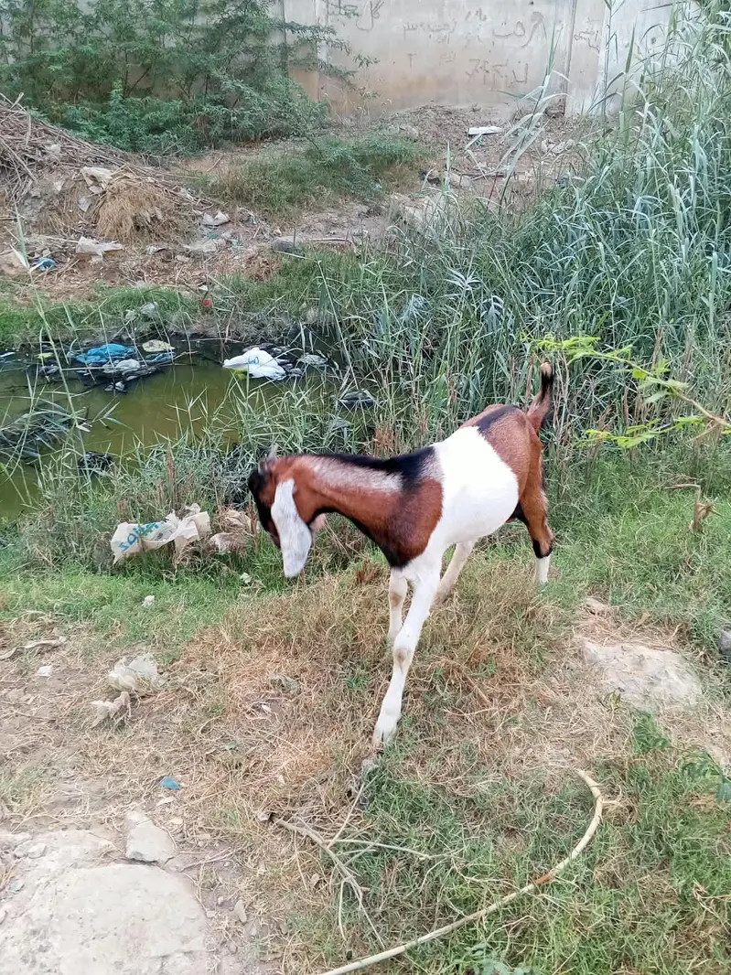 male goats — photo 8
