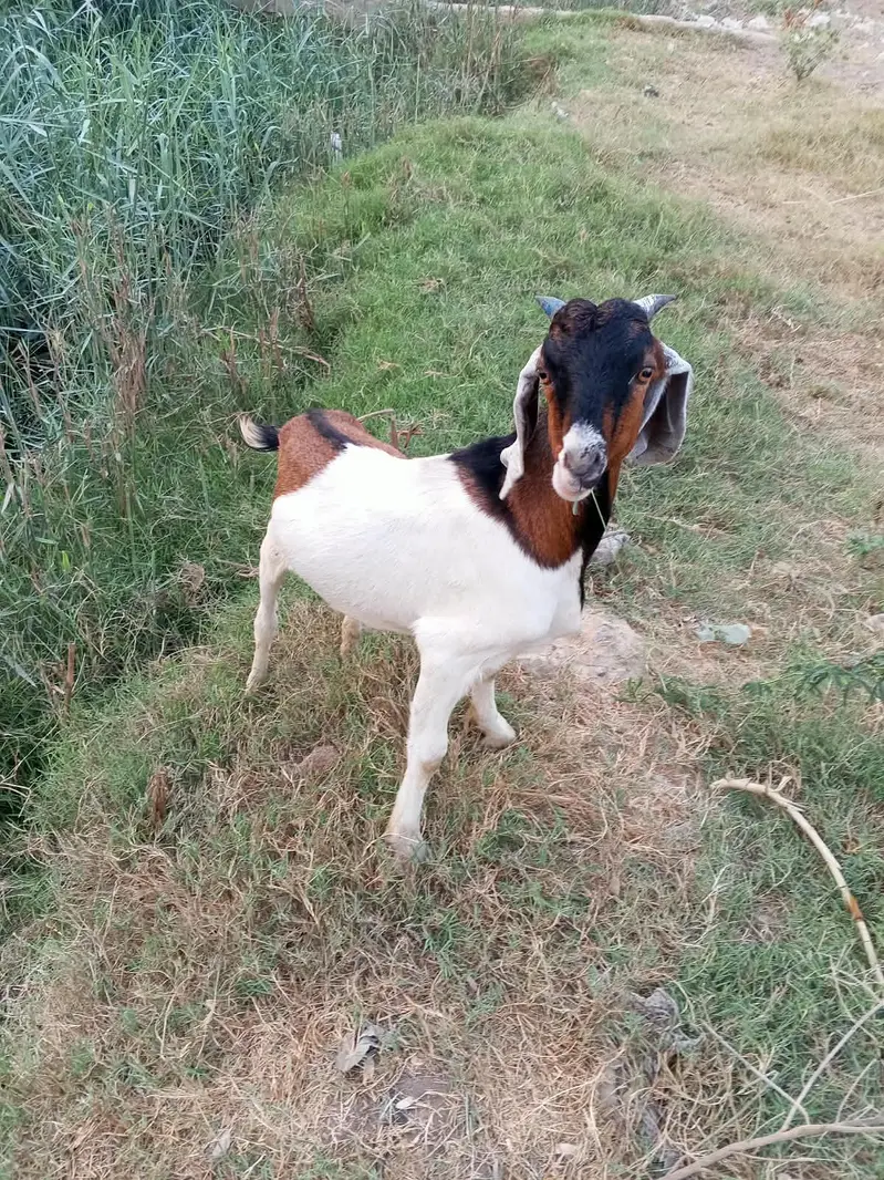 male goats — photo 9