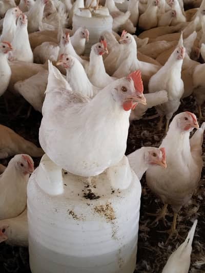 layer hens