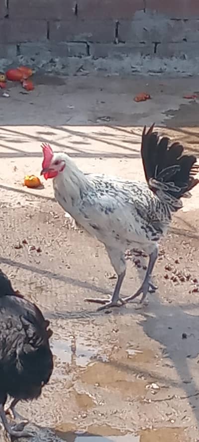 pure desi male ghar ka pala hova organic