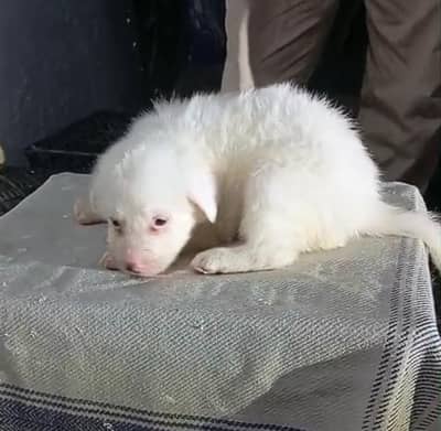 Russian puppys available