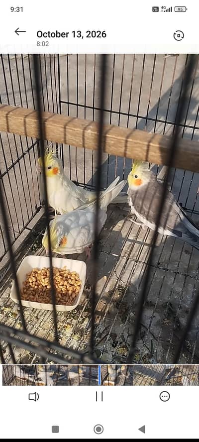 Cockatiel Birds