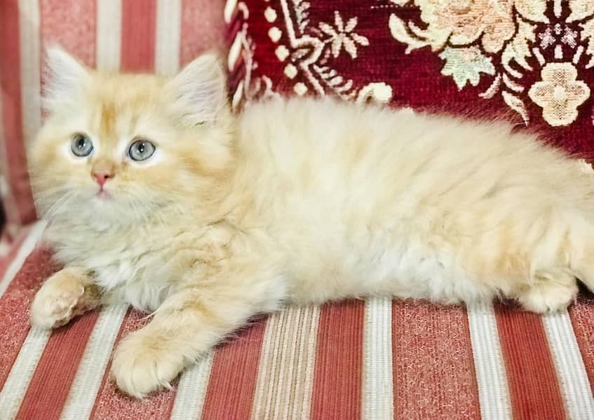 Persian kittens 1