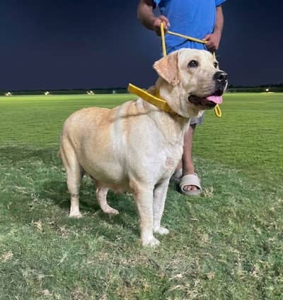 Labrador Pedigree Breeder Female