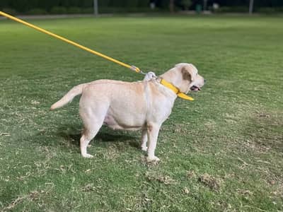 Labrador Pedigree Breeder Female