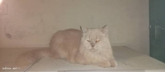 Persian cat triple code