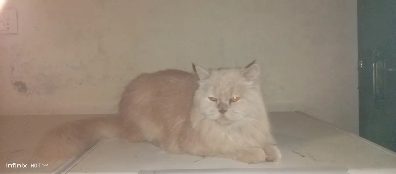 Persian cat triple code — photo 2