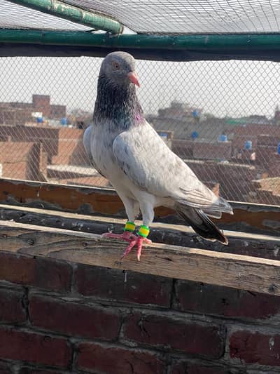 GOLDEN BREEDER MAIL TOP QUALITY BIRD