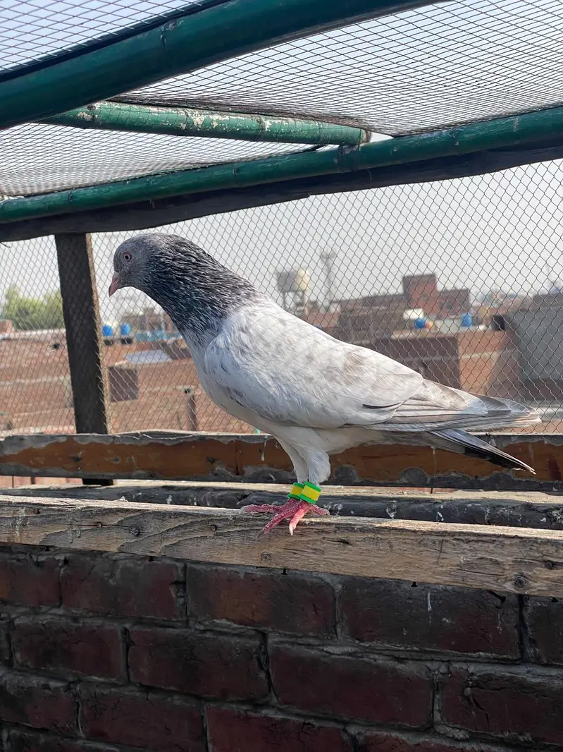 GOLDEN BREEDER MAIL TOP QUALITY BIRD — photo 2
