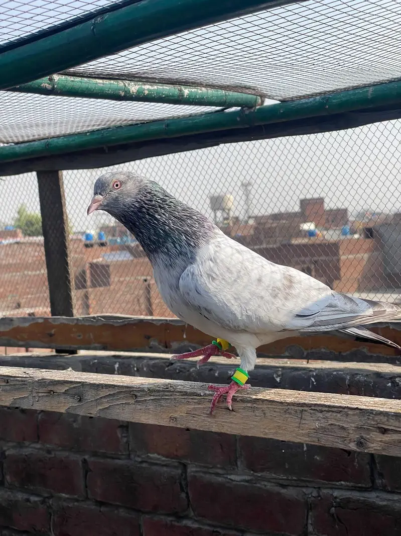 GOLDEN BREEDER MAIL TOP QUALITY BIRD — photo 3
