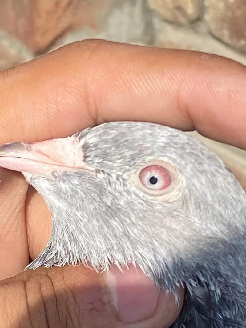 GOLDEN BREEDER MAIL TOP QUALITY BIRD — photo 4